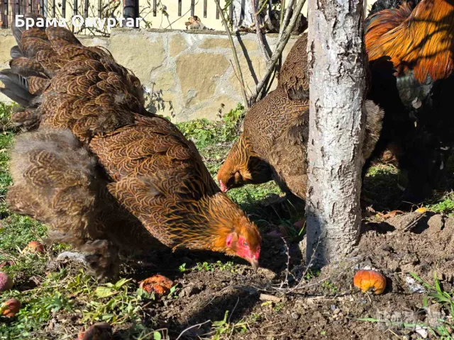 Продавам разплодни яйца от Яребична брама [Partridge Brahma], снимка 6 - Кокошки и пуйки - 50242203