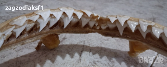 Челюст от Бул Шарк "БИЧА АКУЛА" 100% Истинска, снимка 3 - Колекции - 52799291