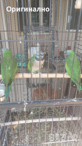 Китайски александър, Голям александър, Розовогърдести Александри 