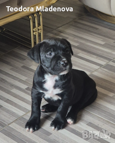 Продавам питбули, снимка 2 - Други животни - 53370508