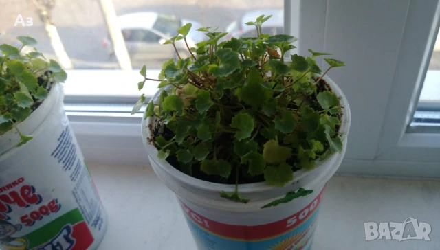 Продавам есенен разсад на Кампанула – синя и бяла, снимка 4 - Разсади - 50508983