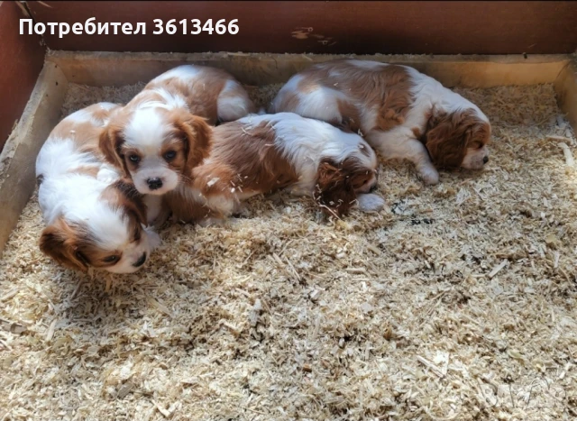 Кавалер кинг чарлз шпаньол , снимка 2 - Кавалер кинг чарлз шпаньол - 51386794