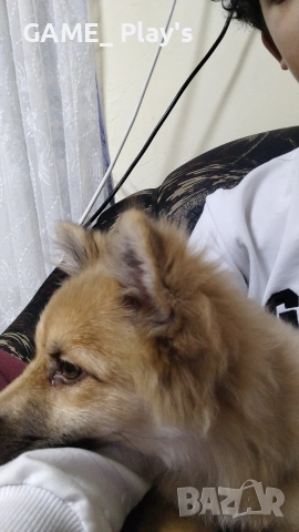 спешно за продажба:Порода шпиц , снимка 3 - Померан - 52830618
