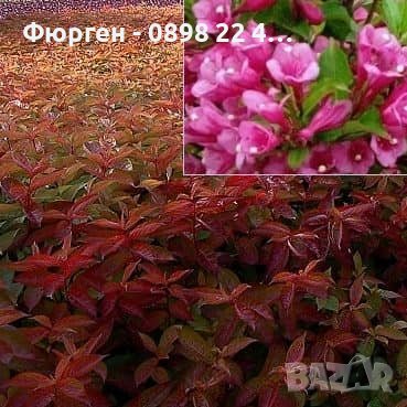 Вайгела Огнени крила/ Weigela florida 'Wings of Fire', снимка 6 - Разсади - 40954335