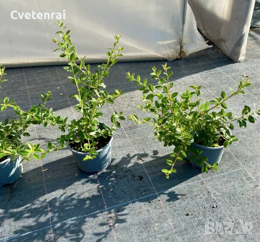 котонеастър дамери, снимка 2 - Градински цветя и растения - 56229331