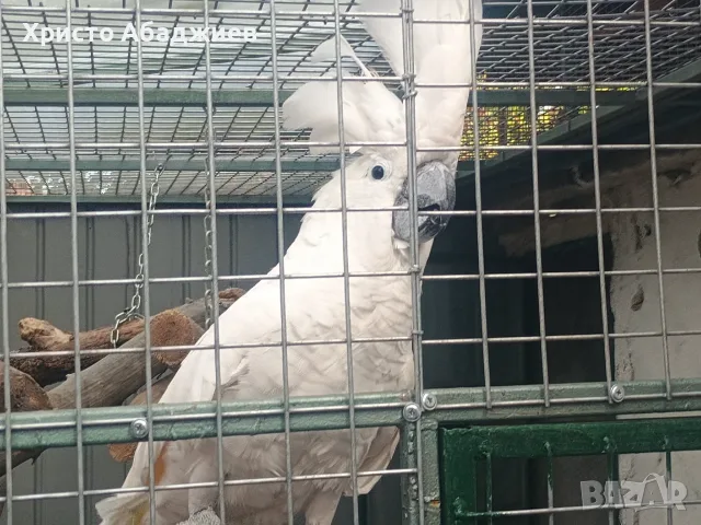 какаду алба мъжки, снимка 7 - Папагали - 56154241