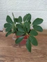 стайни растения +отстъпка и подарък, снимка 2