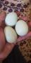 Сини яйца.Амераукана, снимка 1 - други­ - 44642656