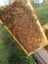 Презимували Отводки, снимка 1 - За пчели - 44725112