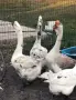 Продавам Холмогорски гъски , снимка 1