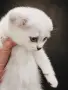 Синеоко шотландско клепоухо момче – Scottish Fold. Сръбрена чинчила, снимка 2