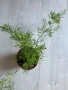 Asparagus Sprengeri/ Аспарагус шпренгери, снимка 5