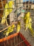 Продавам различни видове папагали , снимка 13