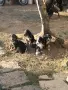Ловджийско куче , снимка 3