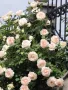 🌹РОЗА🌹 Palais Royal - White Eden Rose® 🌹, снимка 3