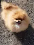 Продавам померан , снимка 1