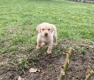 Лабрадор - женско , снимка 1