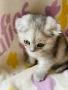 Шотландско клепоухо момиче. Сръбрена чинчила. Scottish fold, снимка 9