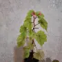 Стайни   Бегонии, снимка 6