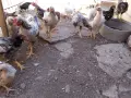 пилета старозагорска кръстоска , снимка 3