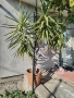 Палма, цвете, Юка, снимка 3