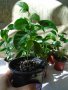 Мандаринови дръвчета едногодишни и двугодишни фиданки, снимка 1 - Стайни растения - 41908290