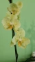 орхидея пелорик , снимка 1