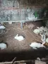 Зайци за разплот и консумация, снимка 5
