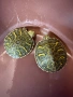 Продавам водни костенурки , снимка 3