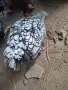 Кокошки селски домашни, снимка 1