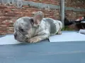 Лилак мерле френски булдог , снимка 1