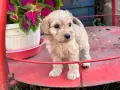 Кокер шпаньол момче , снимка 2