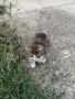 Подарявам котенца , снимка 3