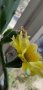 Кактус, снимка 1 - Стайни растения - 28800894
