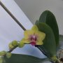 орхидея, снимка 1 - Стайни растения - 44499040