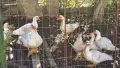 Продавам неми/мускусни патици, снимка 1