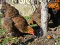 Продавам разплодни яйца от Яребична брама [Partridge Brahma], снимка 6