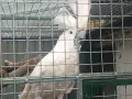 какаду алба мъжки, снимка 7