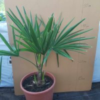 Студоустойчиви палми трахикарпус, снимка 3 - Градински цветя и растения - 42041111