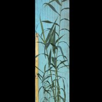 Гигантска тръстика, Arundo donax, декоративни, бързорастящи,жив плет, снимка 7 - Градински цветя и растения - 25635982