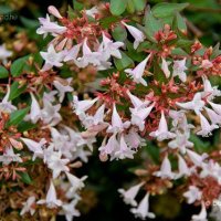 Абелия Грандифлора Прострата, Аbelia Grandiflora Prostrata!!!, снимка 4 - Градински цветя и растения - 42224460