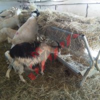Хранилки/ясли за овце, снимка 15 - За селскостопански - 34655250
