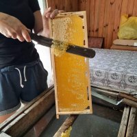 Домашен пчелен мед, снимка 1 - Пчелни продукти - 41658661