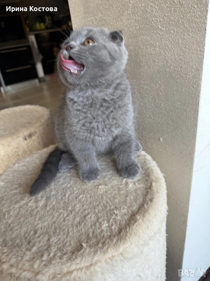 Малко игриво клепоухо шотландче, снимка 1