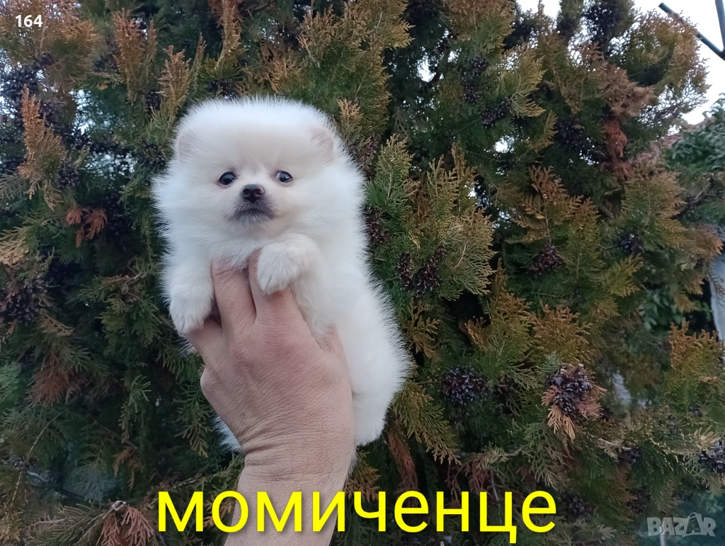 Женски Померан. Реални снимки от 22.12.25 год. , снимка 1