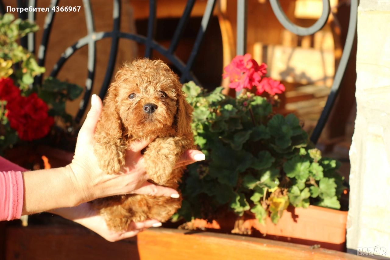 Мини пудеи и Той Пудели , снимка 1