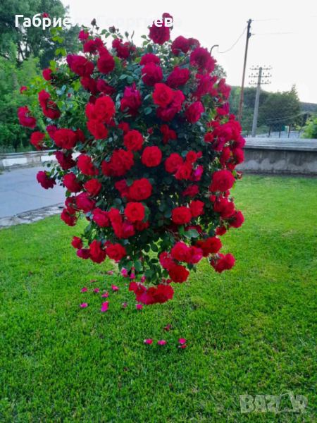 Щамбова роза (Червена Плачеща), снимка 1