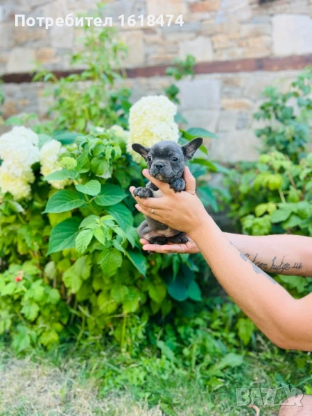 Френски булдог, снимка 1