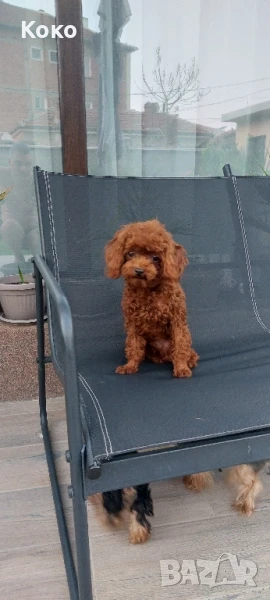 пудел Тийкъп/Той пудел за разплод , снимка 1