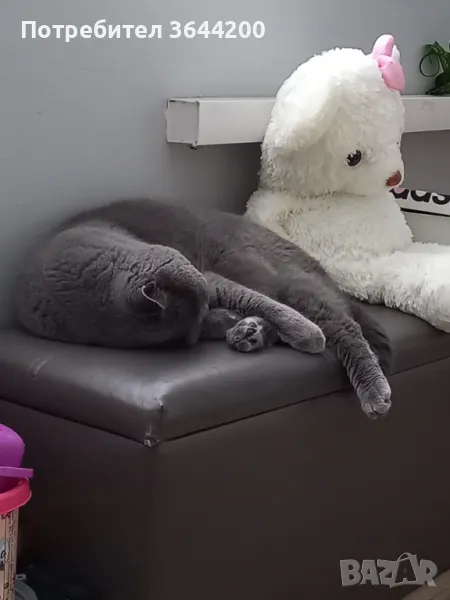 Продавам Британец кастриран,кротък на 4години с паспорт и всички ваксини,обезпаразитен., снимка 1